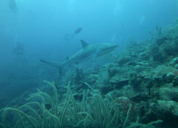 Nadando com tubarões em Providencia, ilha colombiana no Caribe